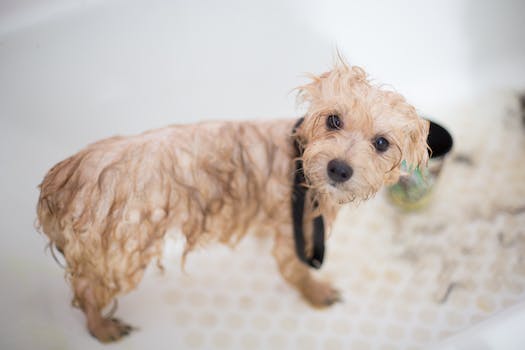 Understanding Affenpinscher's grooming requirements