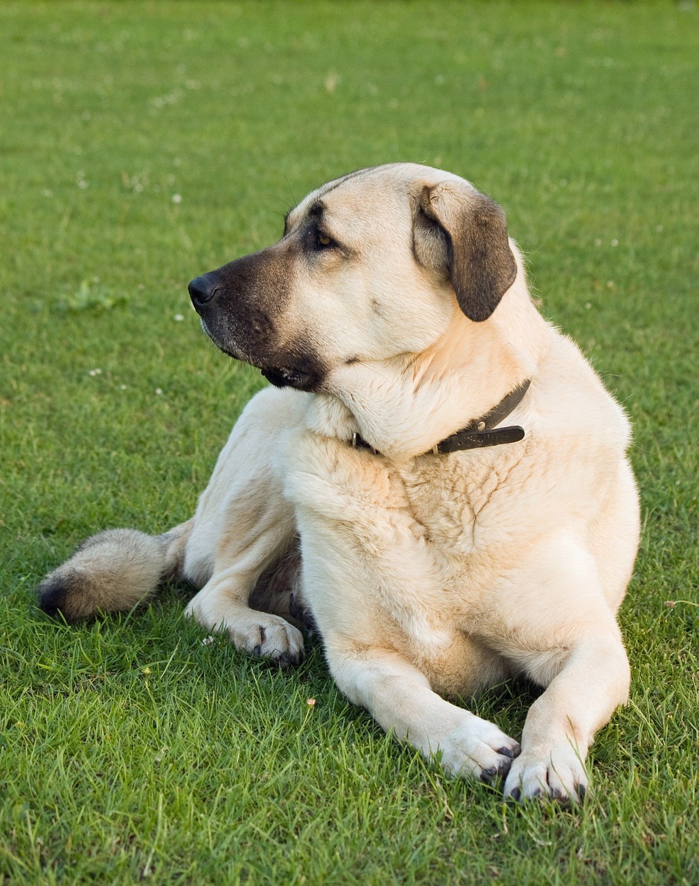 Challenges Faced by Aksaray Malaklisi Breeders