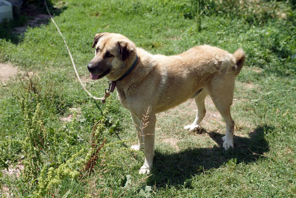 Community Initiatives Supporting Aksaray Malaklisi Breeders
