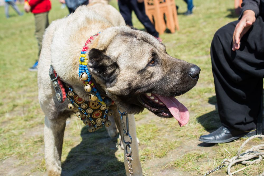 Aksaray Malaklisi Dog Breed