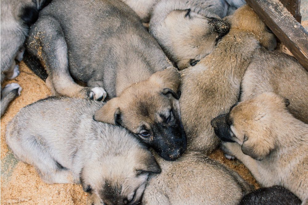 Preserving the Breed's Legacy